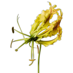 Image of Comorian Ylang-Ylang note